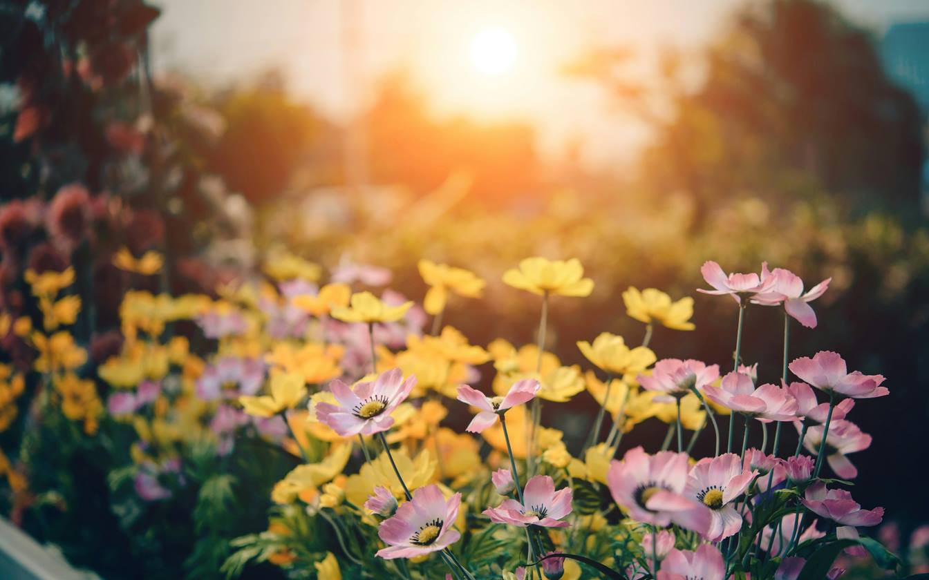 Welche Vorteile hat ein eigener Garten?