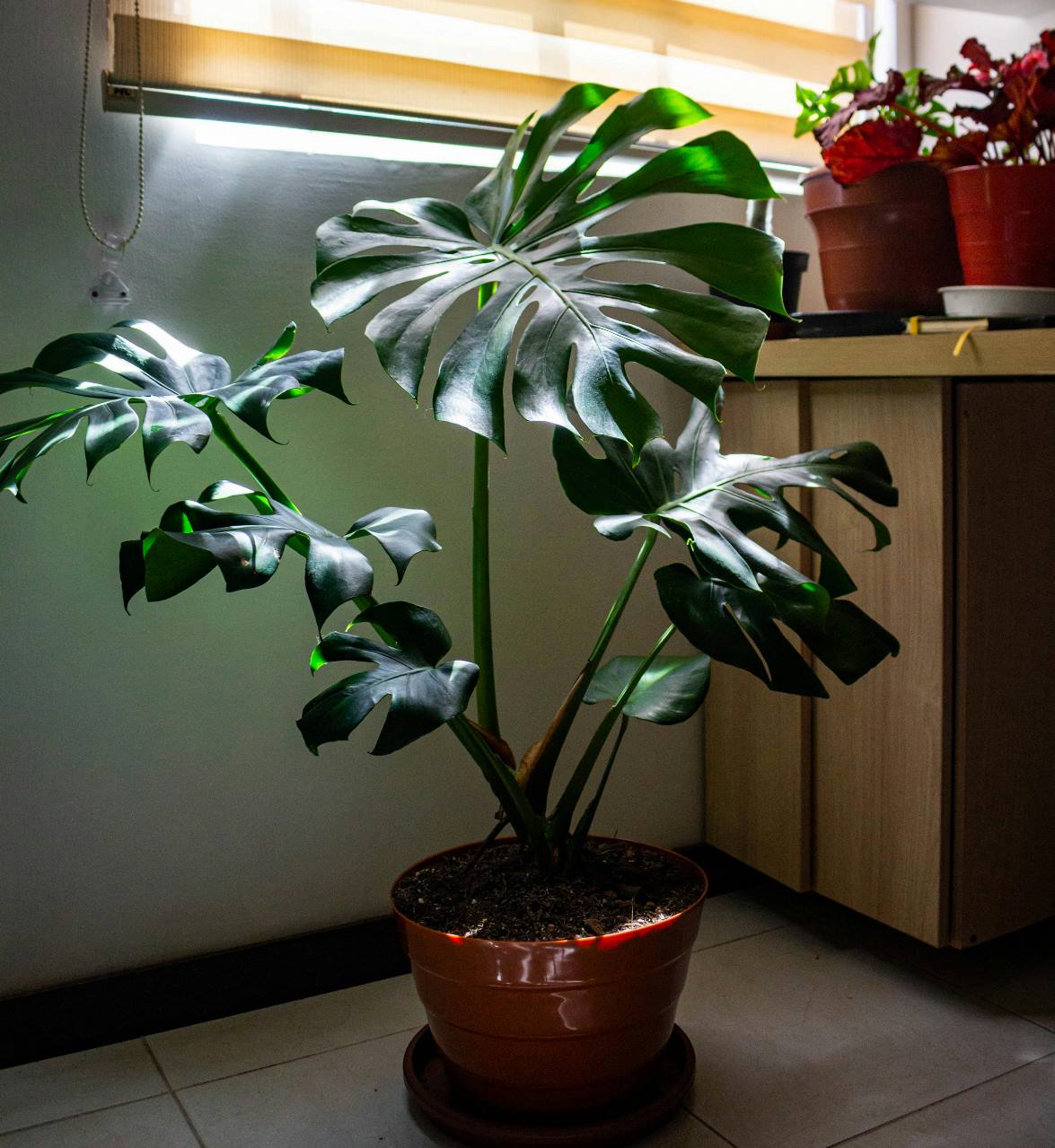 Blumen im Urlaub gießen – 5 bewährte Methoden, um das Austrocknen zu verhindern